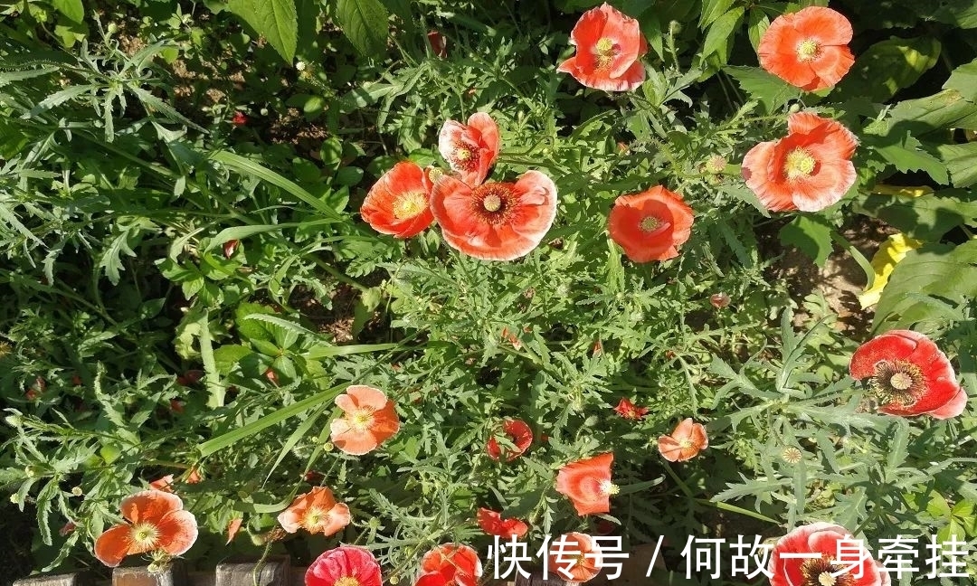 6种漂亮花“不吉利”,讲究人一般不养,但是太漂亮,看着就喜欢