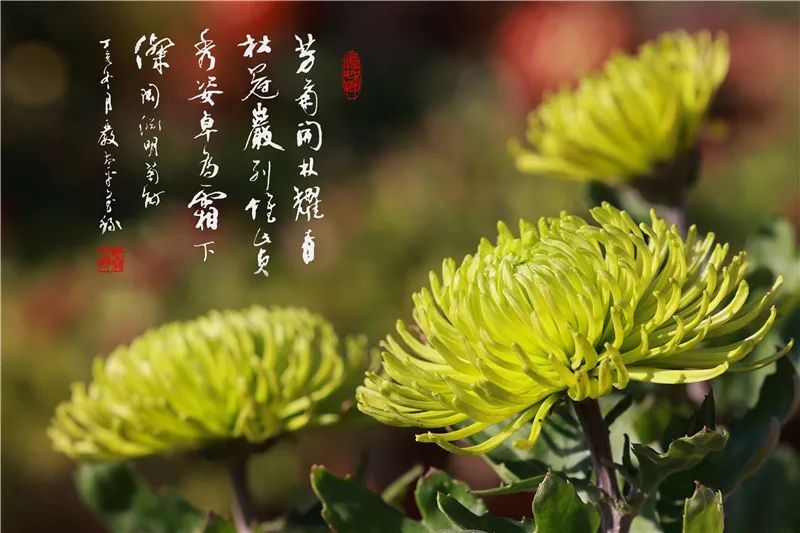 摄影|冬日之美！初冬菊花吐芬芳