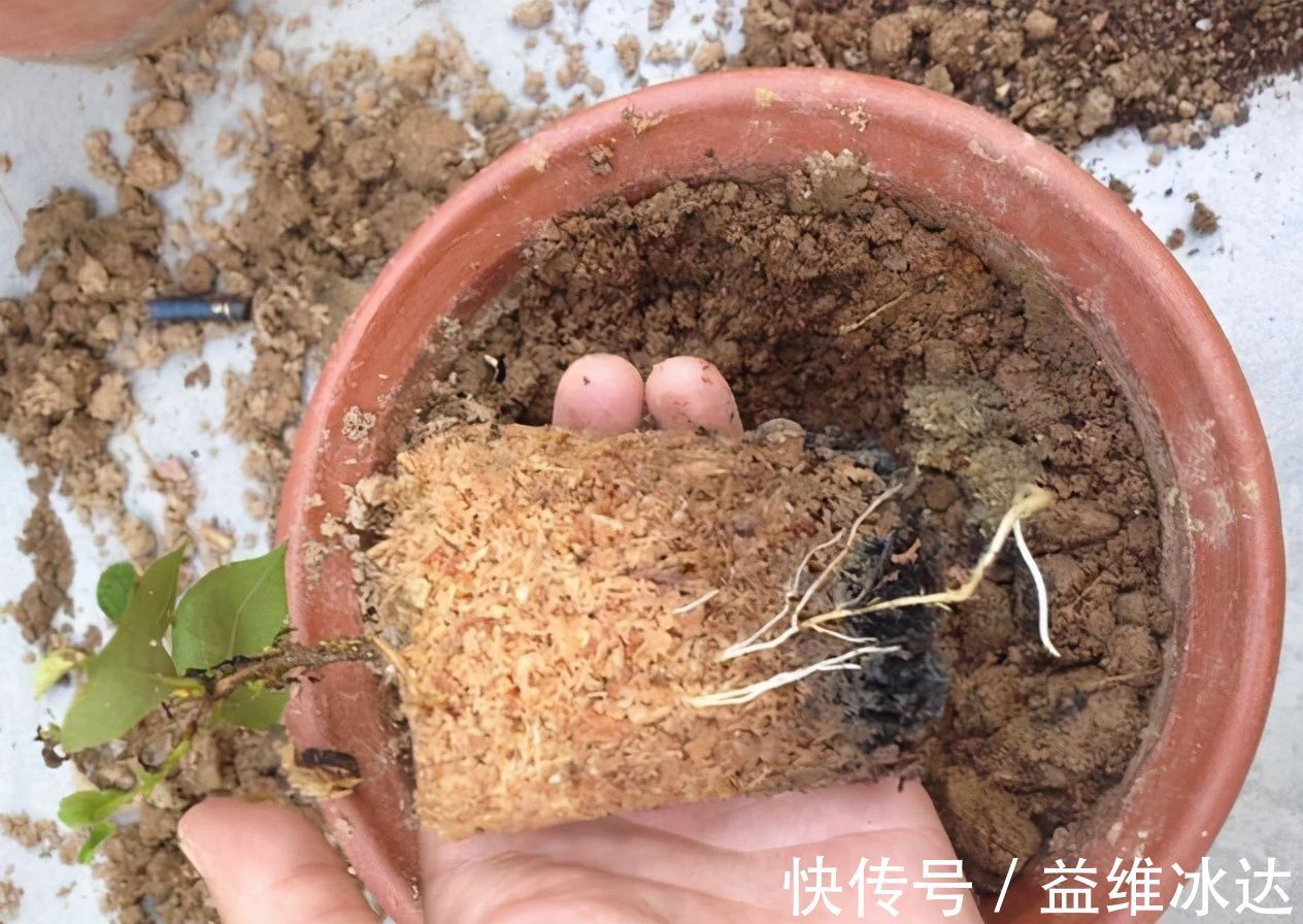 养花土里加四样,土壤疏松肥沃,花儿根系粗壮长得旺