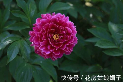 都知道牡丹是“花王”,却不一定知道谁是“花相”?值得了解一下