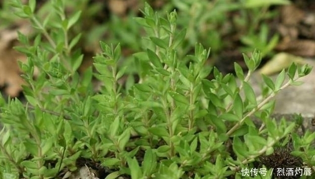 鼠牙|它是如此的珍贵,若长在你家路旁,赶紧移栽家中,小心被别人挖走