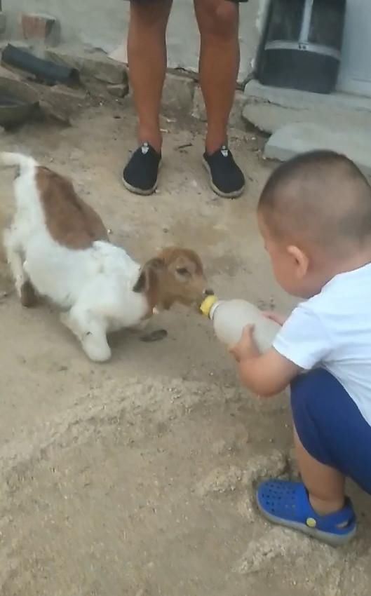 宝宝|小宝宝给小羊喂奶,小羊跪地的这个姿势,瞬间戳中路人萌点