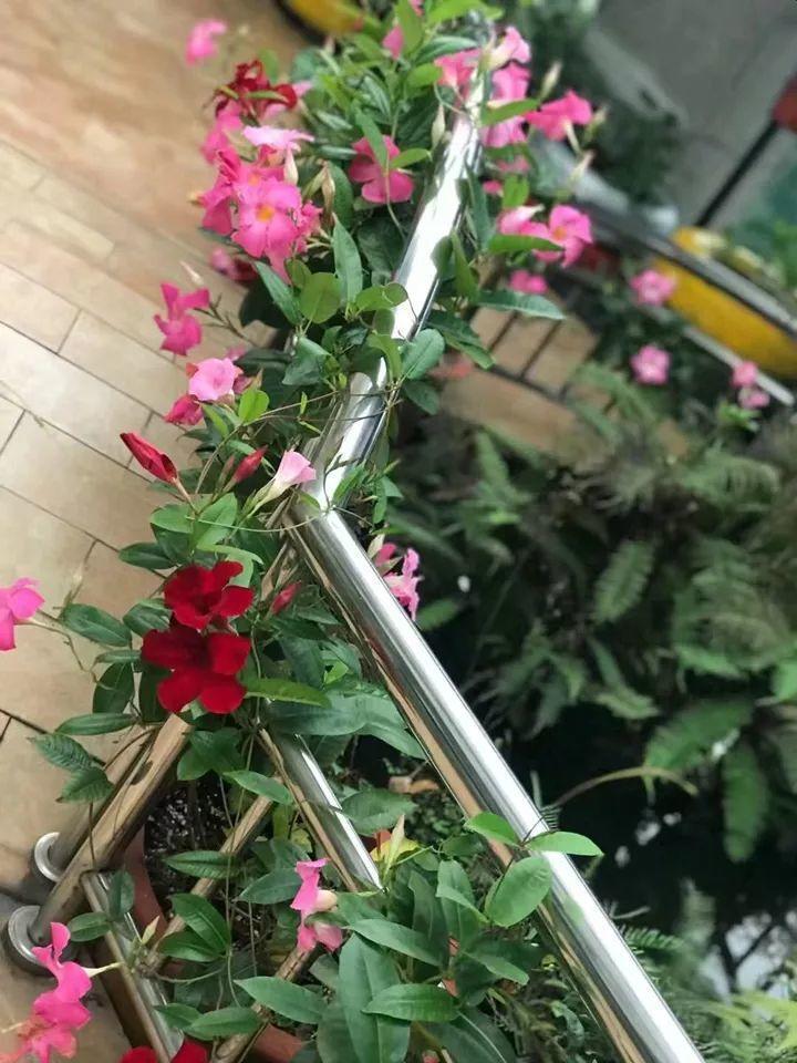 一开就是大半年,枝条沾水就活,根比萝卜还粗!