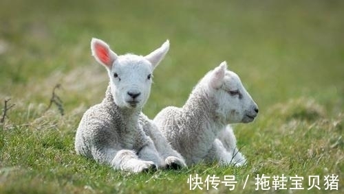 苦命人|生肖羊出生在几月份，不是苦命人，好命又富裕，不受累也不受穷