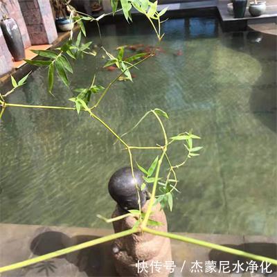 鱼池过滤器|鱼池发绿、发臭的原因是什么?“鱼池过滤器” 解决实际问题
