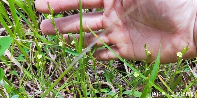 独脚|麦田一野草晒干2千元一斤,人称“草中黄金”,真有这么好
