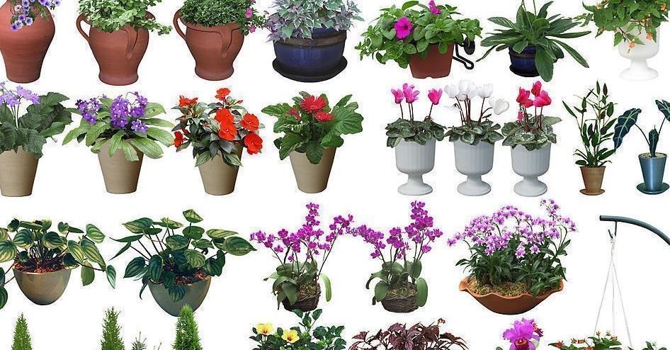 夹竹桃|家中千万不要摆这些绿植,对身体不仅没有帮助,还会起反作用