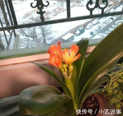 10种花,别着急往屋里搬,放外面冻20天,明年开花才旺