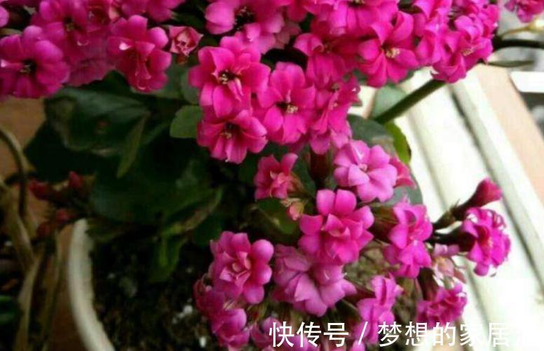 秋冬阶段,盆栽养花种草,植物休眠了,该怎么加强营养?