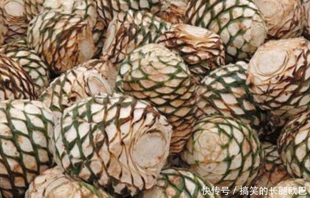 果实|它是墨西哥人的宝贝,8年成熟一次,一个上百斤,加工后卖350万