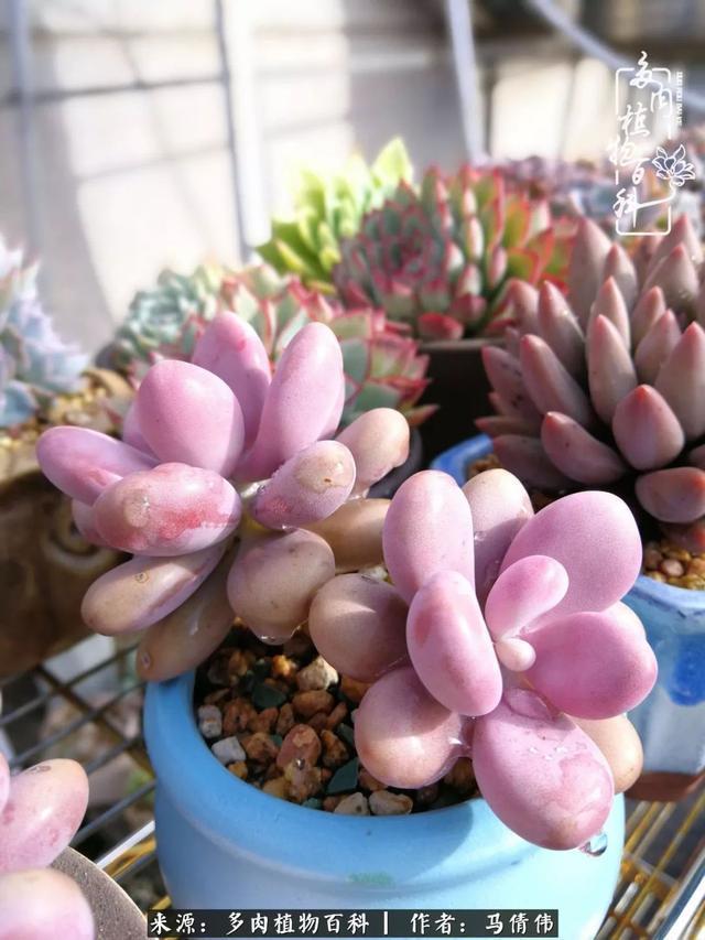 养多肉如同种下希望，因为美丽总在下一个季节！