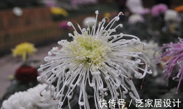 香雪兰|秋天种花,3种要晚种,3种要早种,你知道分别是哪3种吗