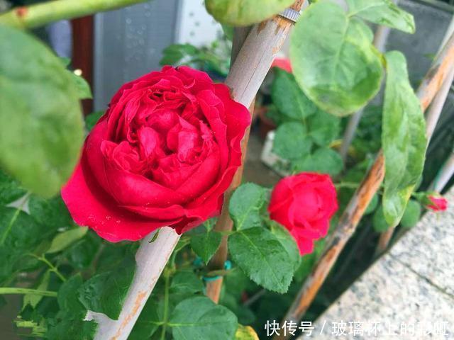 红色龙沙宝石月季花蕾打不开,这个原因很容易被花友忽视