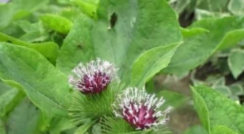 牛蒡牛蒡|想长寿要先会吃，3种食物不能少，排毒养颜，有益健康！