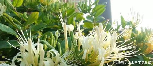 夏季摘1个枝,丢盆里,来年花开满阳台,成枝肥叶壮有价值的盆景