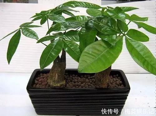 经典的三种绿植,家家户户都有,叶子发黄了,这几招可以解决