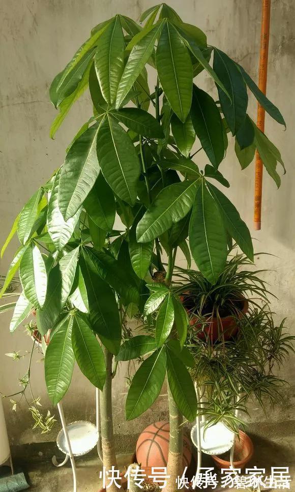 发财树|6种花天热会休眠,千万要少浇水,不然3天只剩盆