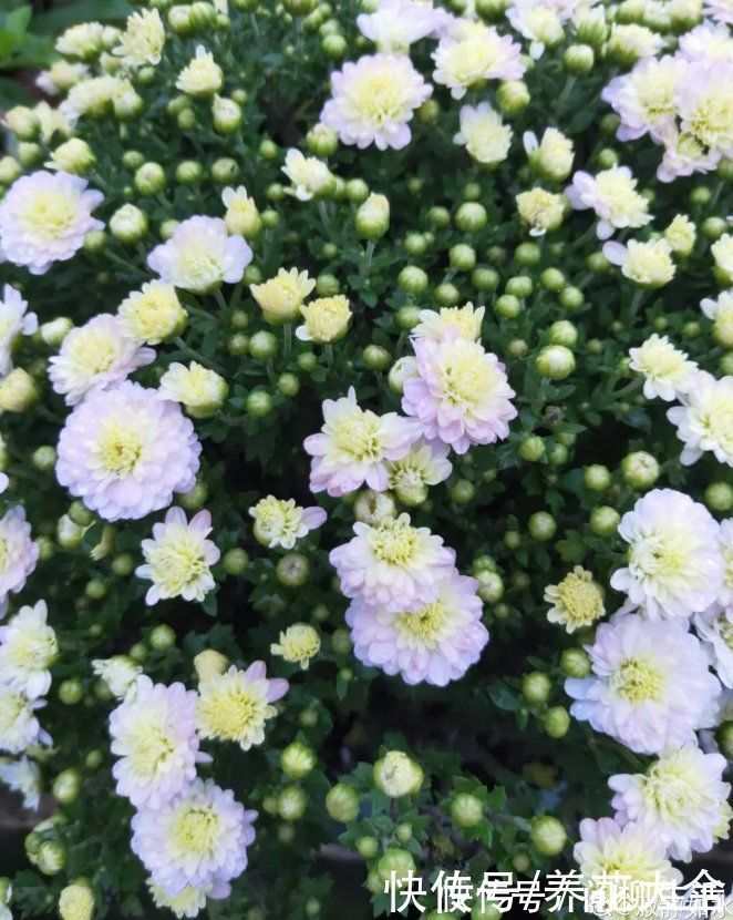 水仙|上万块的蟹爪兰,开花像烟花,养过的人不多