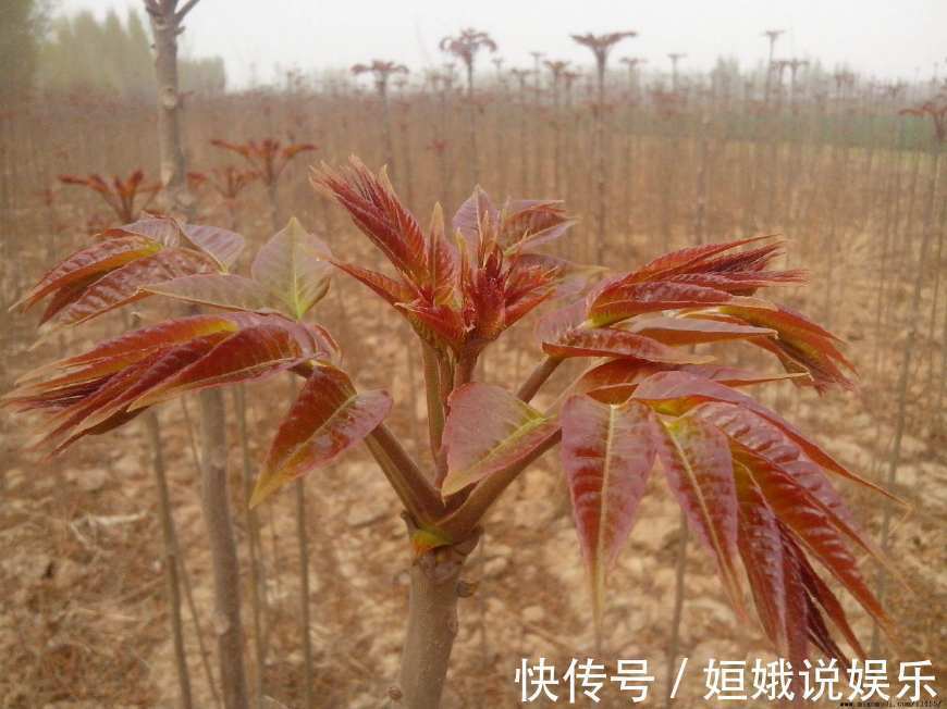 小吃|70岁老奶奶路边卖小吃,1元1碗,我连吃了3碗都还不满足