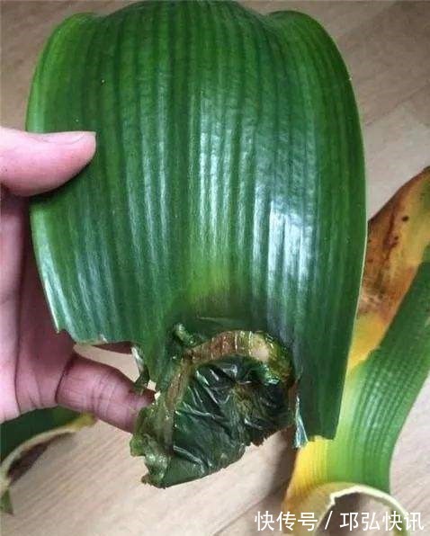 浸盆|4种娇气花,就怕“当头灌”,叶片沾水就烂,浇水要谨慎