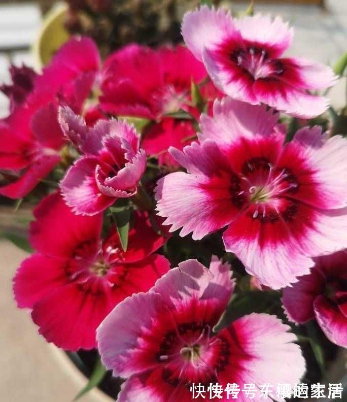 种花|越晒越旺的三种花,阳台上养一盆,一整个夏天开花很热闹