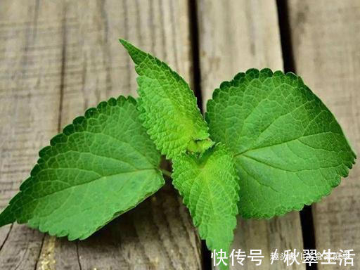 花盆|我家每年必吃,是菜也是药,用来炒鸡蛋比香椿还香,有花盆就能种