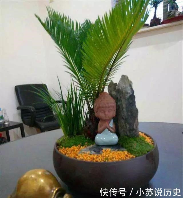 没事在家扦插4种“盆景贵树”,取截枝条插土里,生根快、价值高