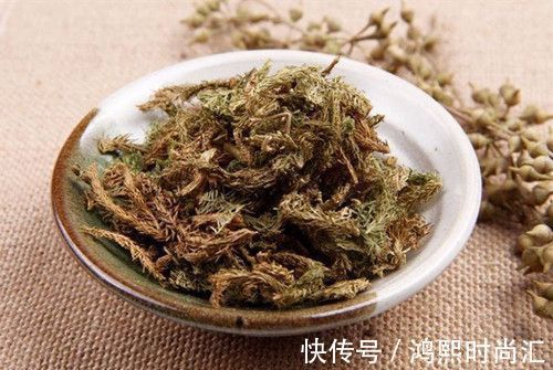 筋骨|千年一味“伸筋草”！拉筋舒筋，去寒气湿气，福泽众生，深藏功名