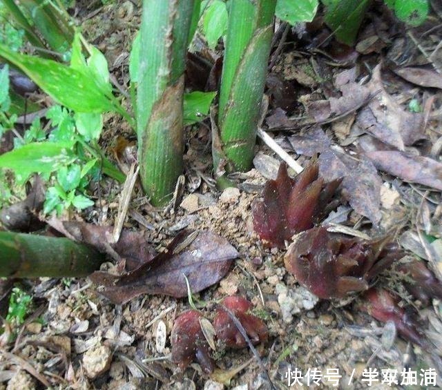 农村|农村这种草,被称为“小人参”,浑身是宝却常被人当野草!