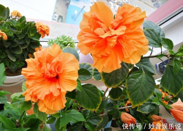 盆栽花草不能养成这3坏习惯!不然植物长不旺,花卉迟迟不开花