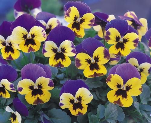 4种花，开花量大，花色丰富，养在家里开成花海，特别的漂亮