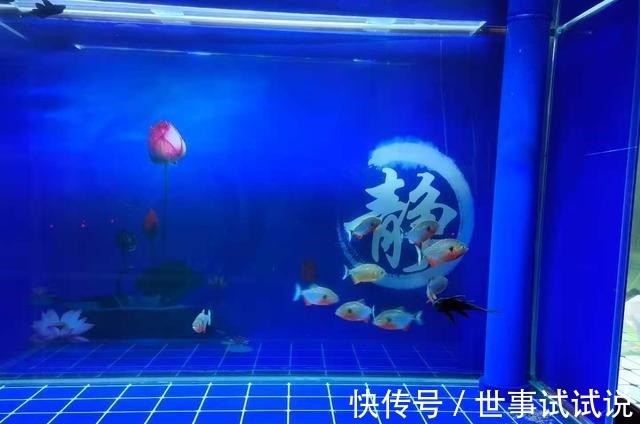 为什么鱼缸越换水,水质它会越不好呢!