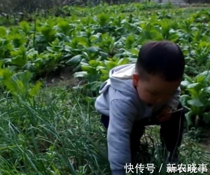 父亲|2岁孩子帮父亲除草,手伸下去发了什么,叫起来了,太萌了