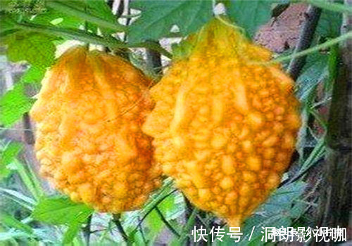 食物|秋天来了,多吃以下4种食物,延缓衰老,美容养颜,身体棒棒哒