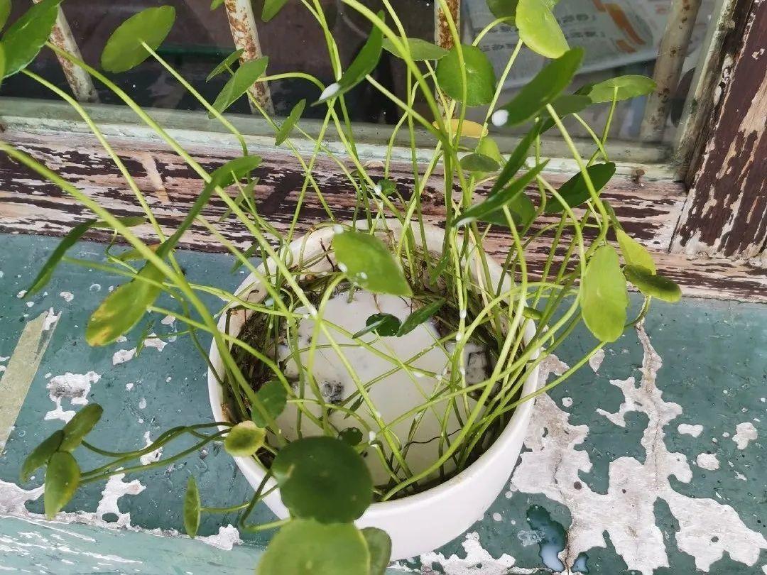 给花浇水要小心,5种水不能浇,浇完立马就黄叶!