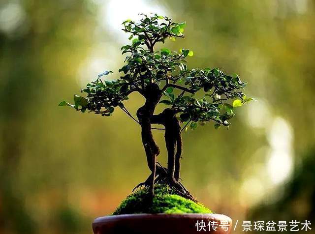 枝条|盆景扦插繁殖难生根?试试这6种自制生根水,生长快还茁壮