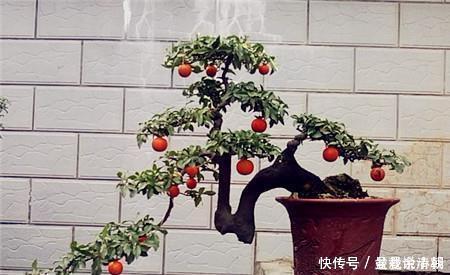 3种盆栽,再贵也要养一盆,树上挂满红果子,寓意吉祥又好养