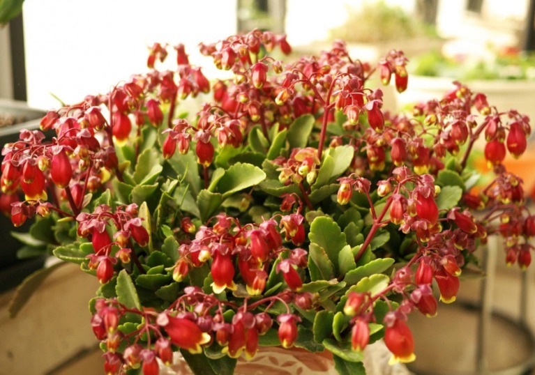 长寿花很难开爆盆，“4种”技巧掌握了吗学会了，花朵惊艳美丽