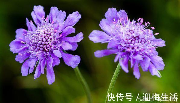 最有仙气的4种花,迷人的花朵,开满整个花盆,越养越喜欢