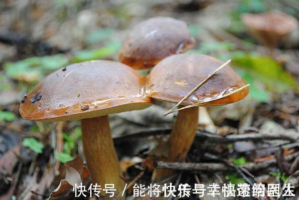 猕猴桃|若想甲状腺健康,6种食物可记在小本本上,懂得食用,消散结节