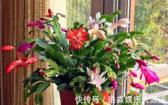 金鱼花|4种“防辐射”的花，好养又漂亮，养1盆再不担心变丑，女生必选！