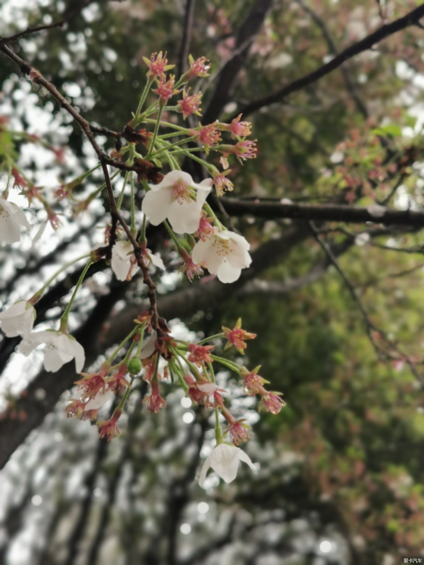 雨中盛开的樱花