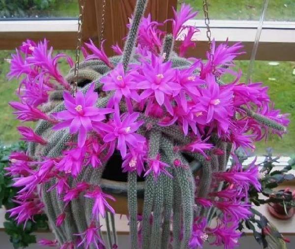 你家的是白檀仙人掌还是鼠尾掌,不要傻傻分不清