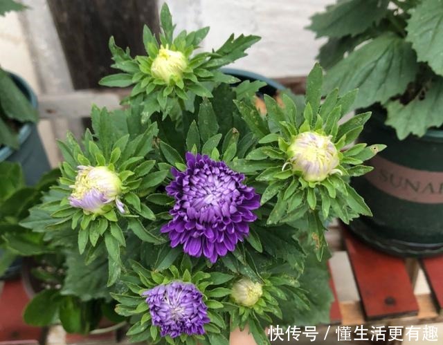 比月季还美的花，开花一大把，秋天正是欣赏季节！