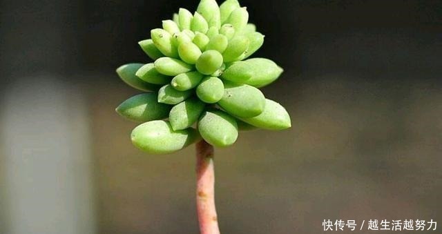 粗细|多肉水桩又被称之为白菜桩,3种补救方法,可使其再度变美!