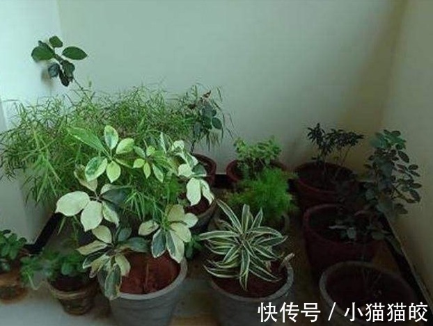 错误做法|3种错误的养花方法,你有没有做过难怪养起花会越养越“糟”