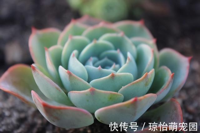 被称为“夏必死”的7种花，逛花市咱“绕着走”