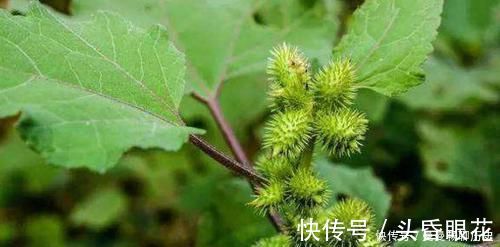 女性|十个女性九个腰痛，用它煮水，每天一杯，腰不疼，腿也不酸