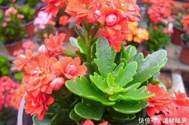 淘米水、羊粪水都不如2种肥,啥花都通用,养啥花爆啥花!