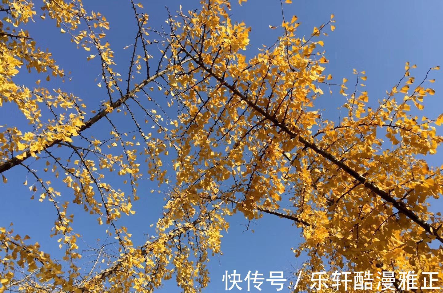 天凉多喝银耳汤,滋补身体好,牢记3技巧,软糯黏稠,出胶快又多